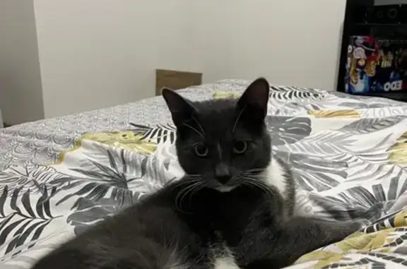 Chat gris et blanc perdu à Avranches - photo
