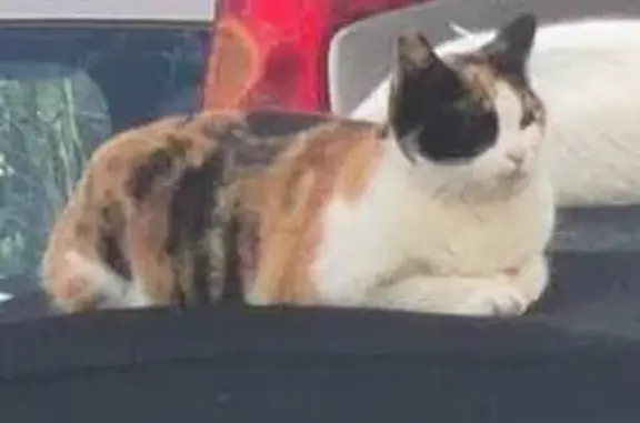 Gato Perdido en Sant Josep, ¡Ayuda!
