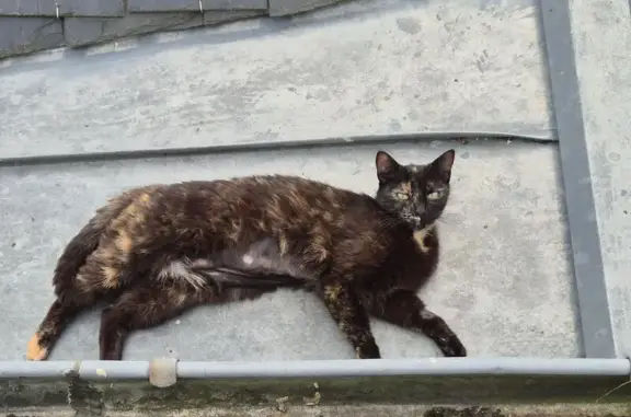 Chat trouvé Dol-de-Bretagne, photo: Jeune chatte écaille trouvée à Dol-de-Bretagne