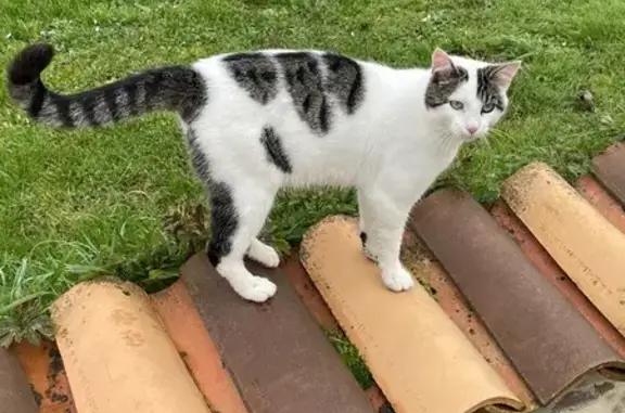 Chat blanc mâle perdu à Garat - photo