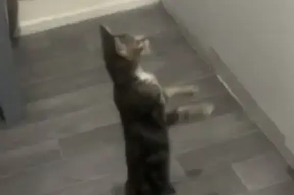 Animaux perdus Cholet, photo: Chatte perdue, Rue Jules Romains, Cholet