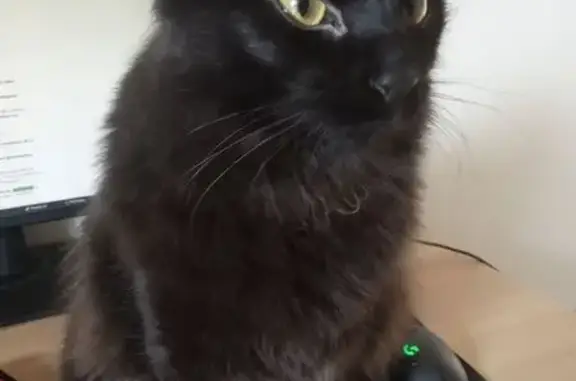 Chat noir perdu, poil long, yeux jaunes - photo