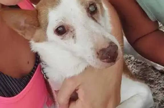 Perro Podenco Perdido: Cariñoso y Mayor