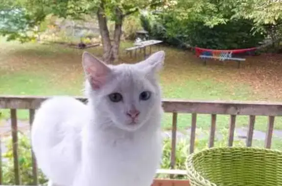 Chat perdu, , photo: Chat blanc sourd perdu à Agos-Vidalos
