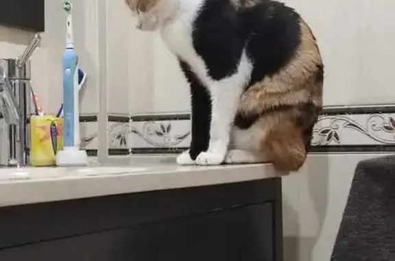 ¡Gatita Tricolor Perdida en Dos Hermanas!