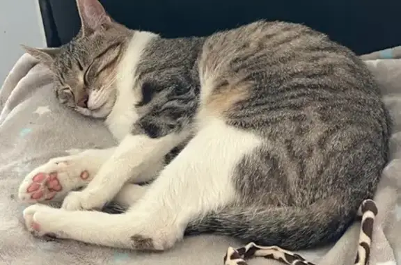 Chatte tigrée/blanche perdue à Voreppe - photo