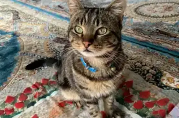 Bengal Cat 'Maggie' Missing in Dandenong
