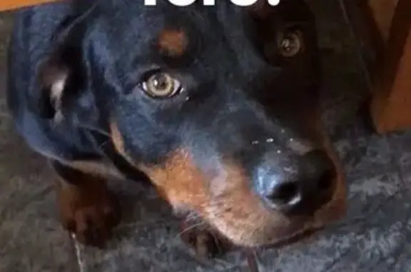 cachorro desaparecida