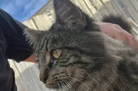 Lost: Big Affectionate Tabby in Frankston