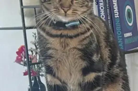 Chat perdu : Woody, tigré noir et beige - photo