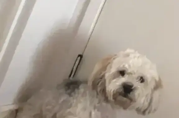 Lost and found pets Fontana, photo: Lost Grey & Tan Dog on Dianthus Ave