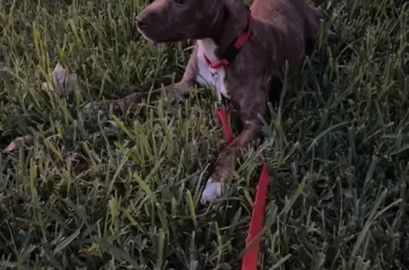 Lost pets Apopka, photo: Lost Brown Dog with Red Collar in Apopka