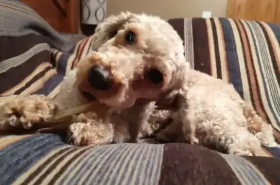 Skittish Mini Poodle Lost on County Rd S