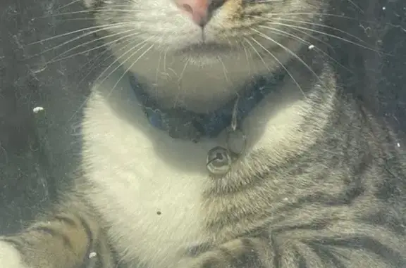 Lost Grey Tabby with Blue Collar - Chicago