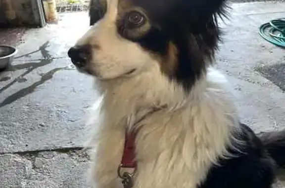 Chienne trouvée Rue des Crocs, Saint-Hilaire - photo
