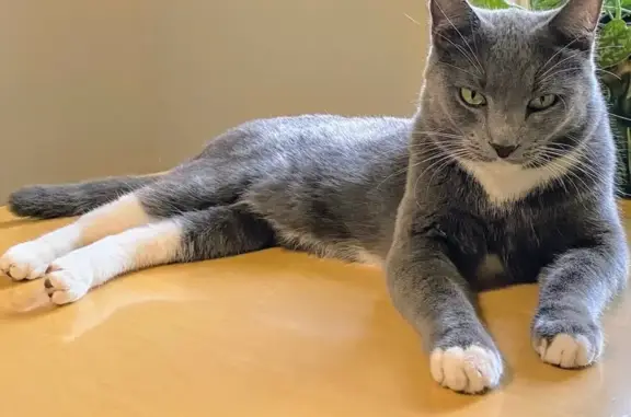 Lost Cat in Lutz: White Socks & Chin