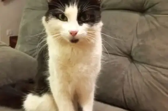 gato encontrada