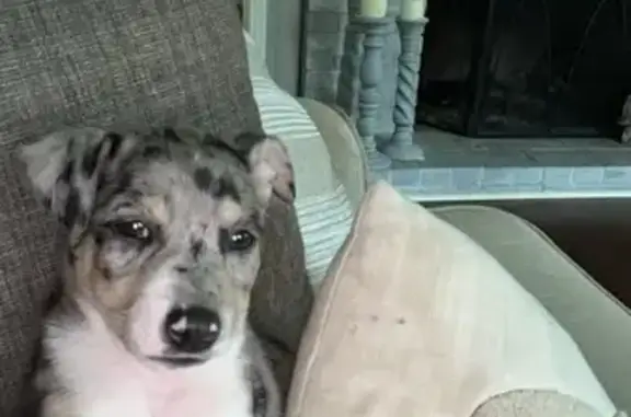 Lost Dog: Spotted Nola on Wynn Road