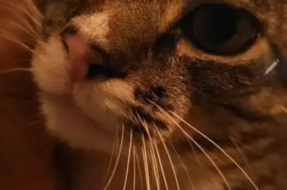 Missing cat Las Vegas, photo: Lost Cat: White Paws in Las Vegas
