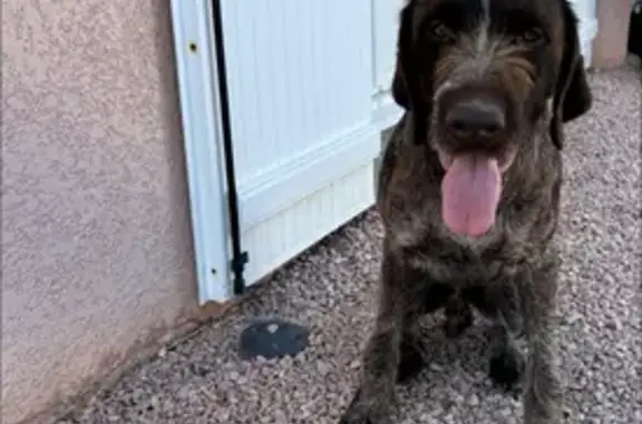 Chien trouvé à Brugheas, très sociable - photo