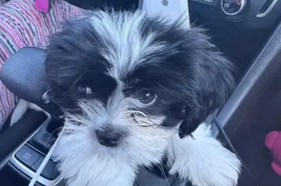 Lost Dog with Cherry Eye in San Antonio
