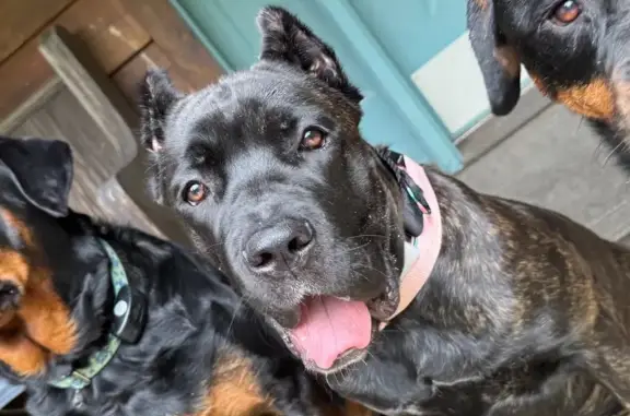 Lost: Sweet Black & Brindle Pup in Haymarket