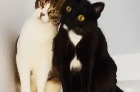 Dos Gatos Perdidos en Marbella: ¡Ayuda!