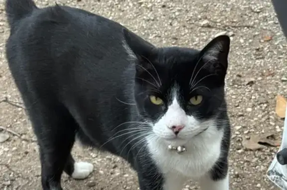 Missing cat , photo: Lost Black & White Manx Cat in Texas
