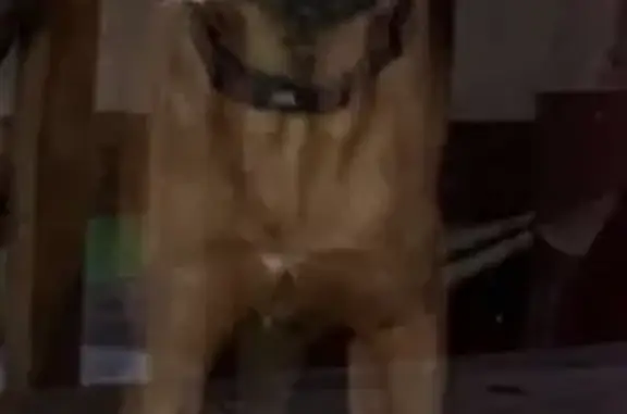 Lost pets Kingsport, photo: Lost Dog: Friendly, Big-Eared Beauty