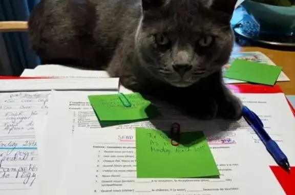 Lost Grey Cat Near Montclair Vet