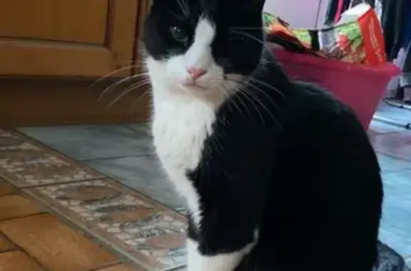 Animaux perdus Voiron, photo: Chat noir et blanc perdu, Voiron 69