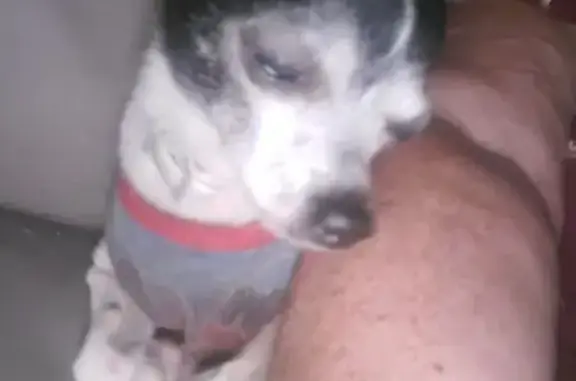Missing dog Fort Lauderdale, photo: Heartbroken: Help Find My Lost Dog!