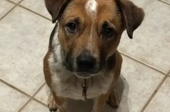 Missing dog Carrollton, photo: Lost Dog Alert: Bruce in Carrollton, TX!
