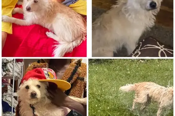 Lost Westie: Highland Ave, Kansas City