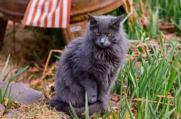 Lost Gray Cat in Whitefish: Breezy Found?