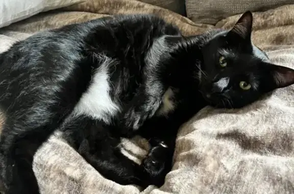 Lost Tuxedo Cat, 11 Yrs, Erie - Help!