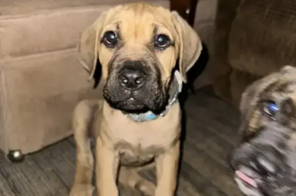 Help Find Molly: Lost Puppy in Concord NC