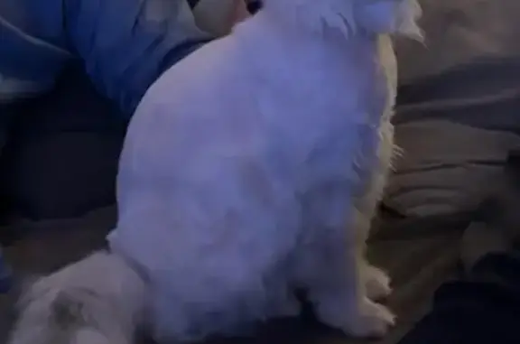 Chatte perdue à Crisenoy depuis le 26 mai - photo