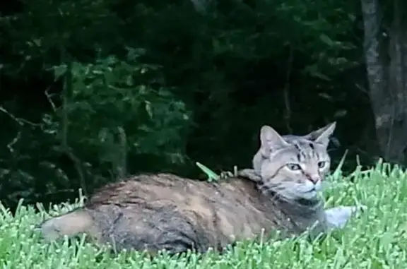 Lost Mackerel Tabby in Vicksburg Area