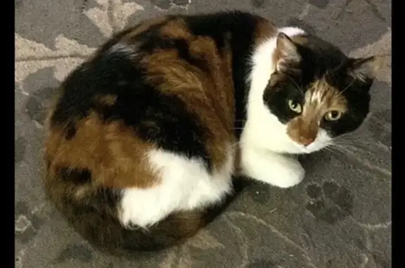 Lost Calico Cat Near ACE Hardware, Jackson
