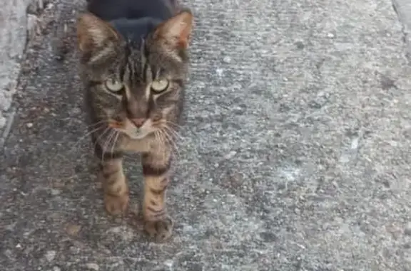 Chat adulte câlin trouvé rue Pierre Levée - photo