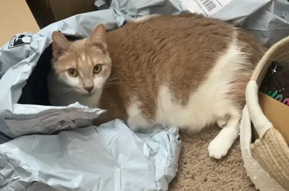 Lost and found pets Auburn, photo: Lost Orange Cat: Friendly & Food-Loving