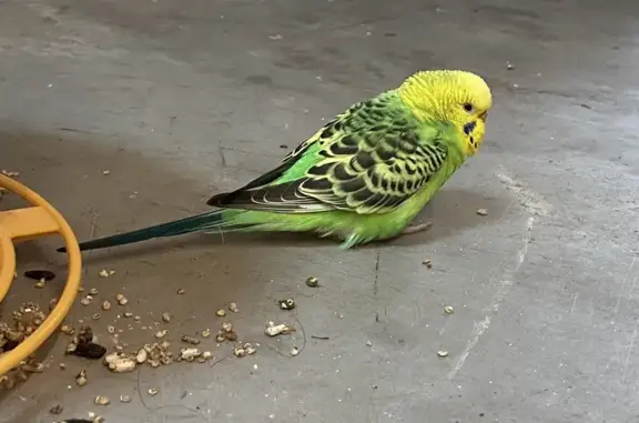 Lost and found pets , photo: Friendly Green Parakeet Found on 6th Ave