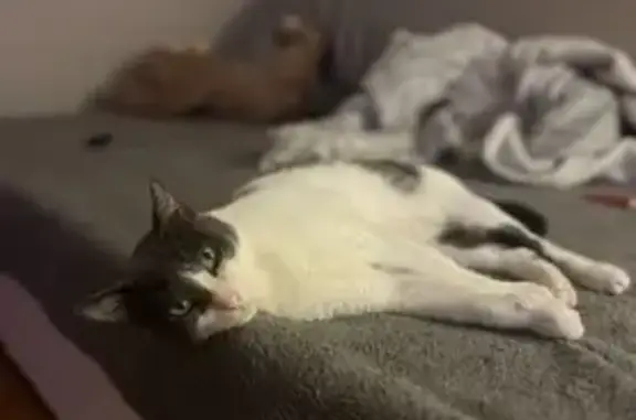 Lost: Chubby Gray & White Cat, Bergenfield