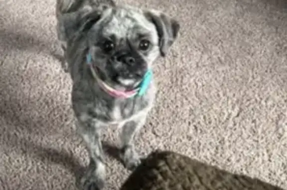 Help Find Mocha: Lost Shih Tzu in Indy