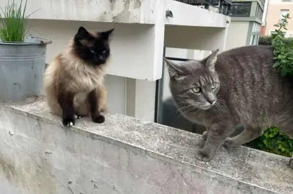 Chat gris perdu à Dinard, Rue Ampère - photo