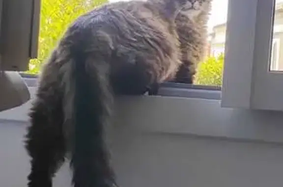 Animaux perdus Toulouse, photo: Chat tigré perdu, sociable, ave Muret