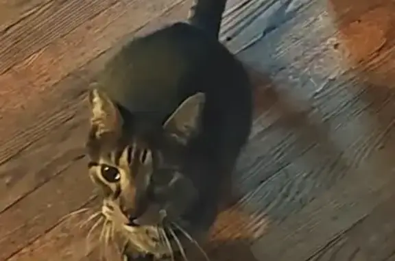 Lost: Large Brown Tiger Cat, Branton St