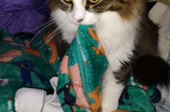 Help Find DINKY: Beloved Lost Cat