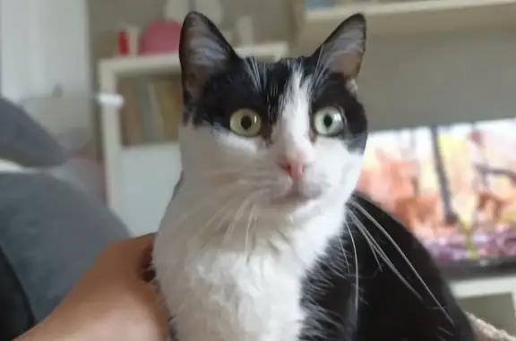 Gato Perdido: Ayuda en Las Palmas Urgente